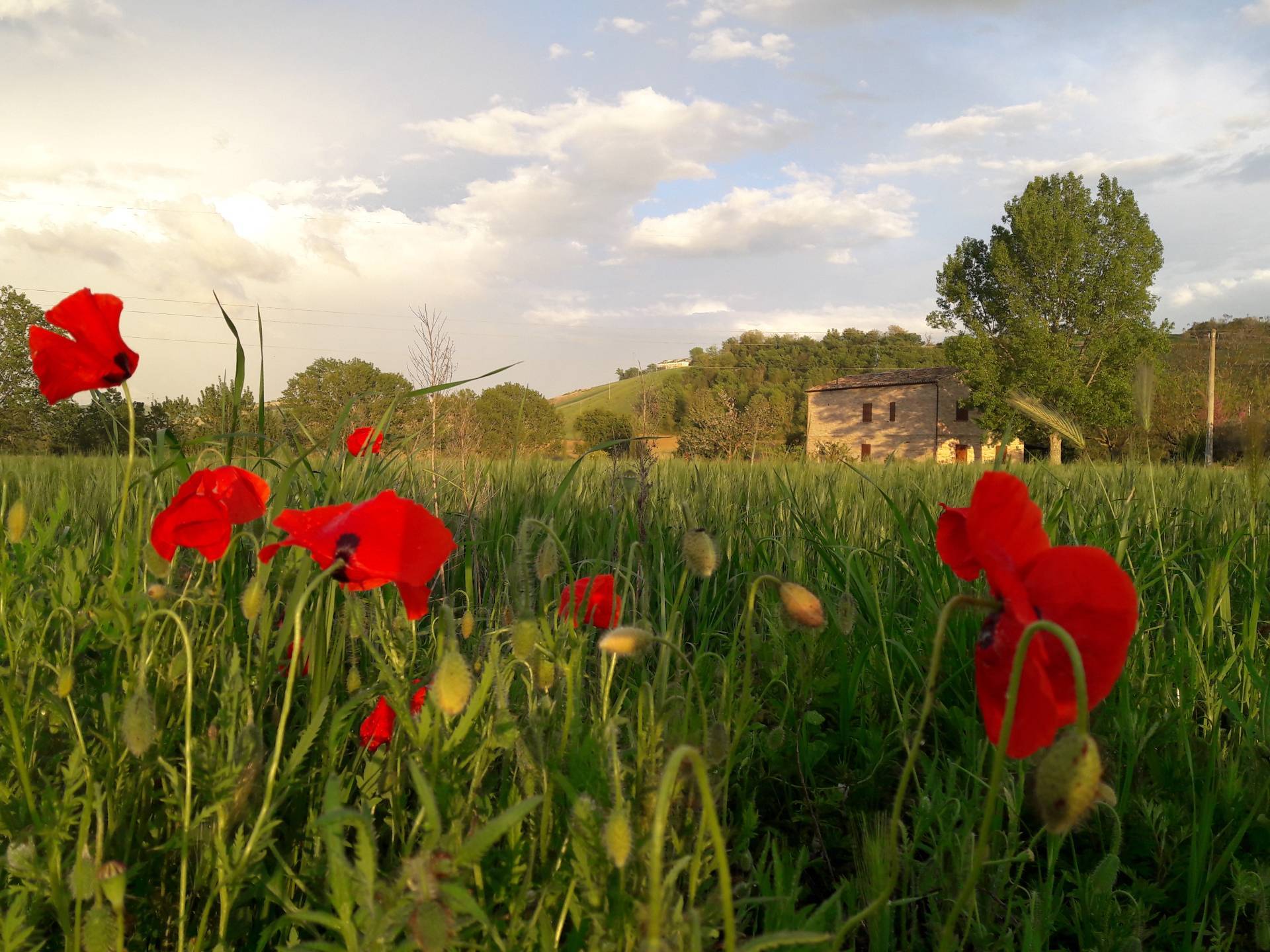 Villa in affitto a Fermo