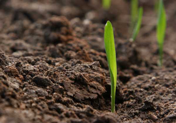 Terreno in vendita a Piove di Sacco