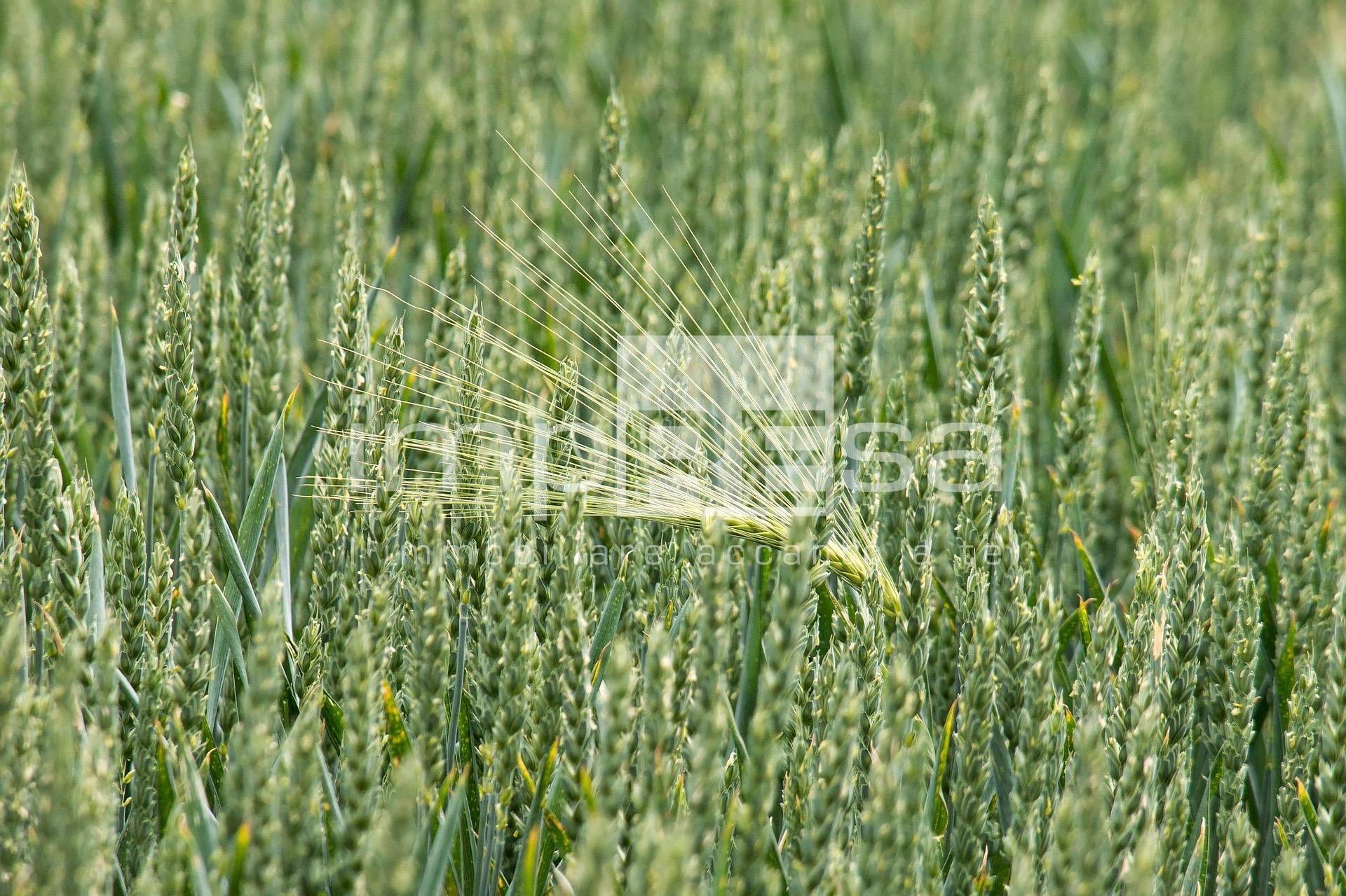 Terreno edificabile residenziale in vendita a Fossalta di Piave
