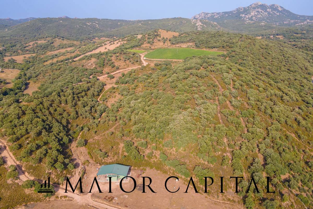 Terreno Agricolo in vendita a Sant'Antonio di Gallura