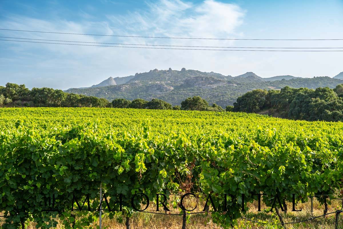 Terreno Agricolo in vendita a Calangianus