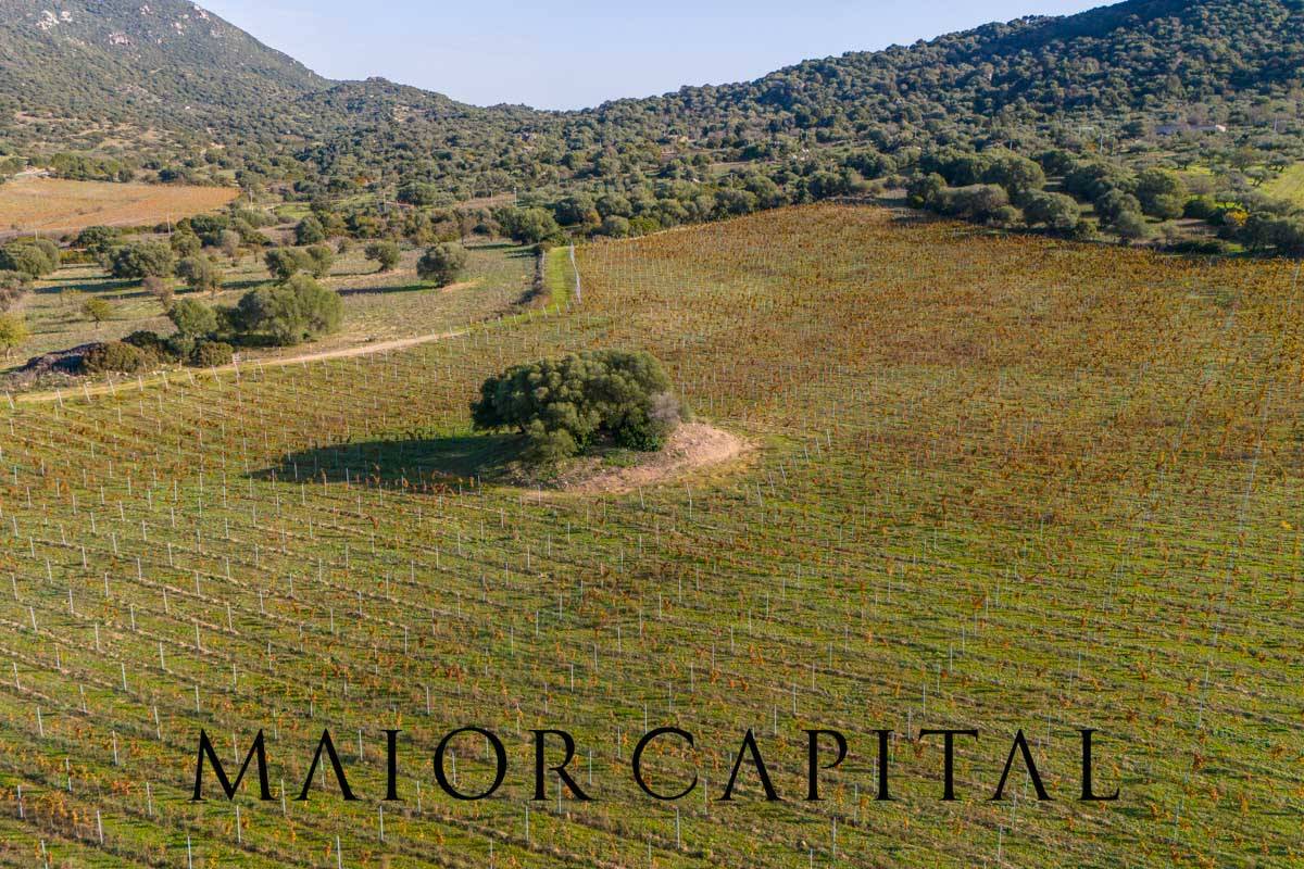 Terreno Agricolo in vendita a Oliena