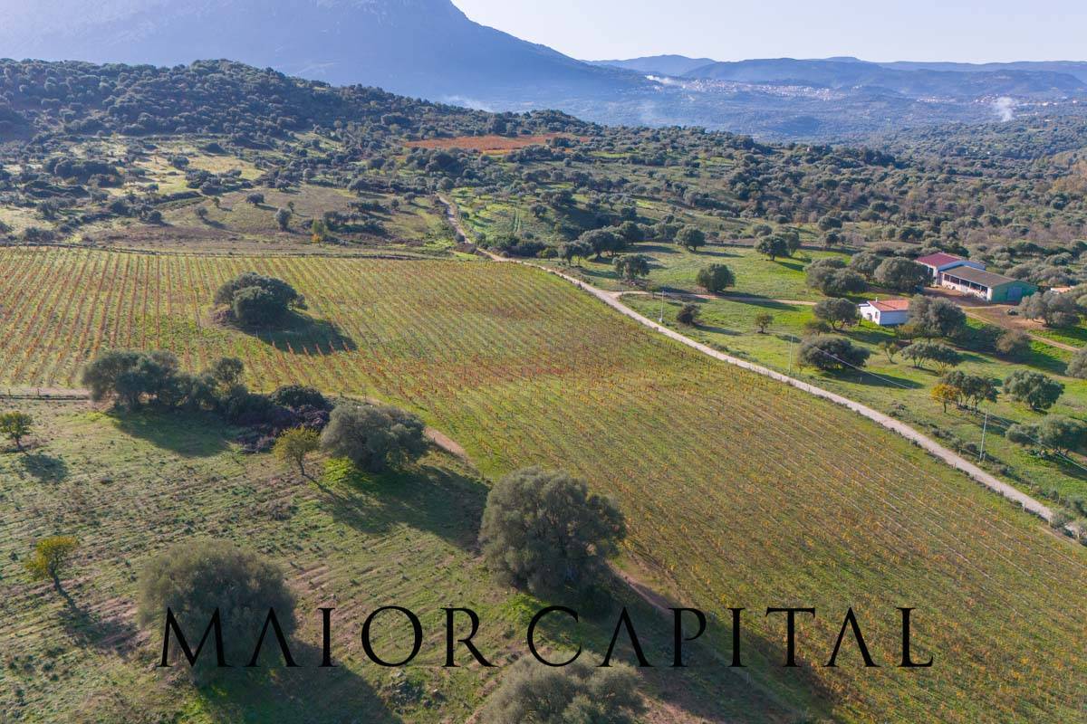 Terreno Agricolo in vendita a Oliena