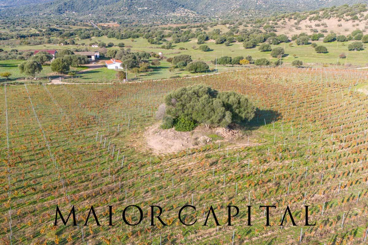 Terreno Agricolo in vendita a Oliena