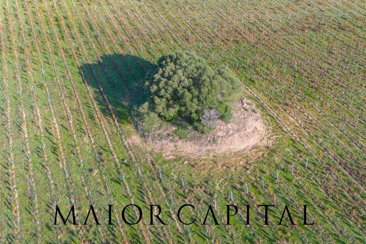 Terreno Agricolo in vendita a Oliena