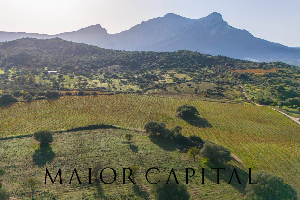 Terreno Agricolo in vendita a Oliena