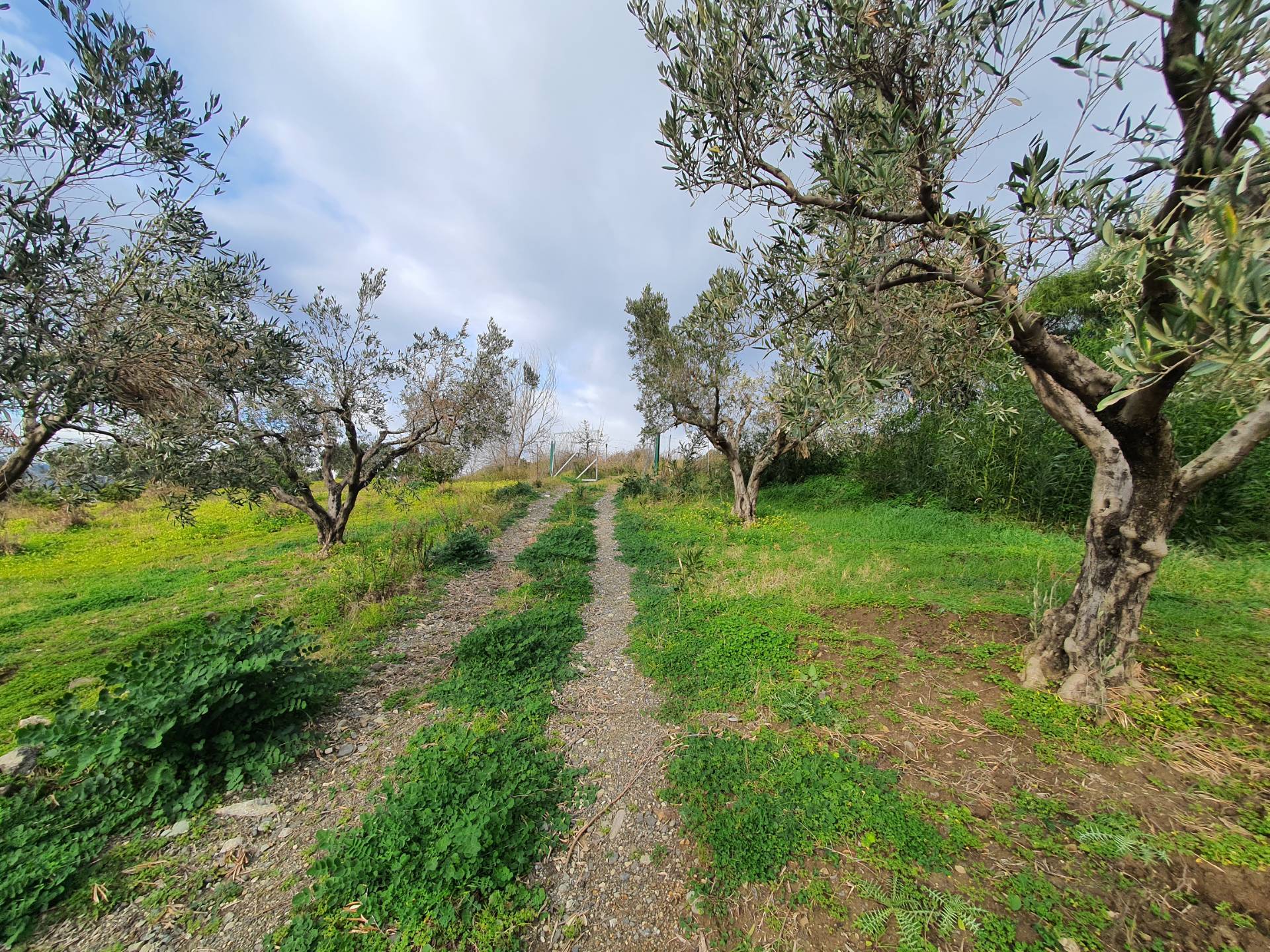 Terreno Agricolo in vendita a Catanzaro, Germaneto