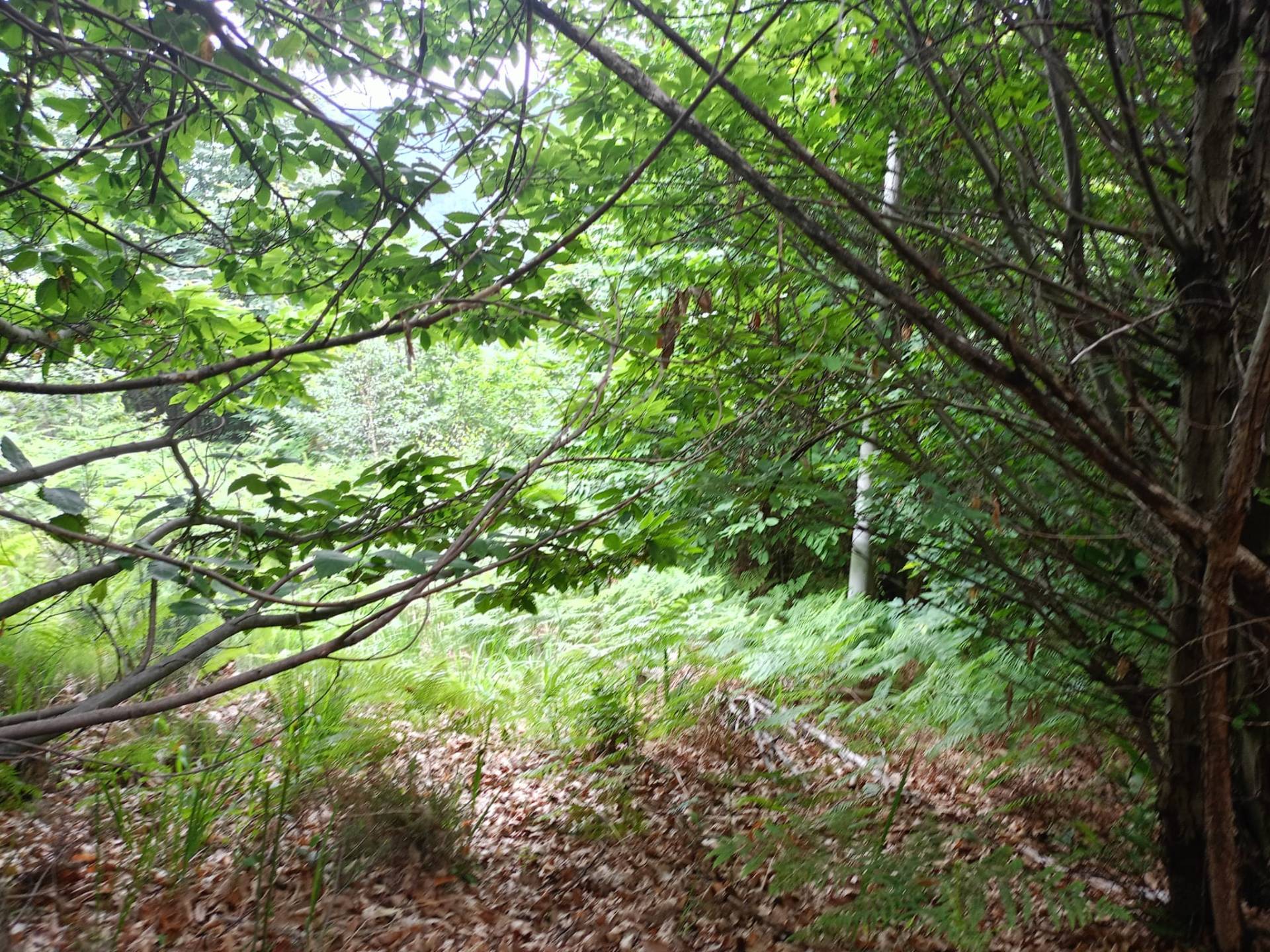 Terreno in vendita a Roccaforte Mondov