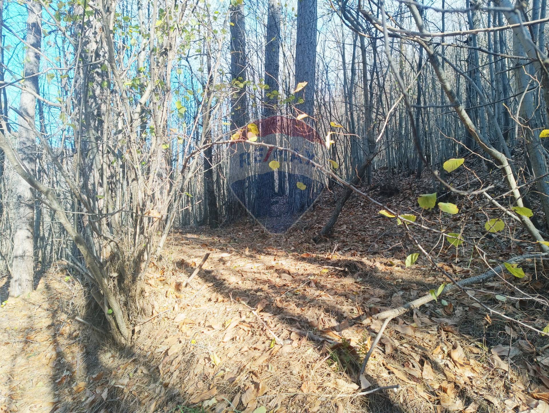 Terreno in vendita a Bormida