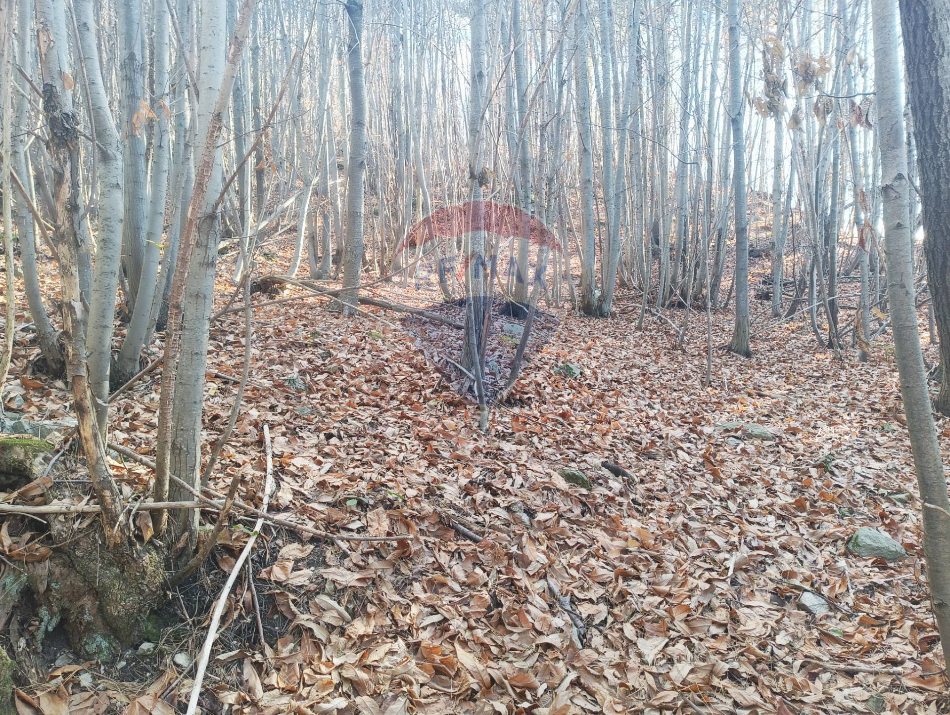 Terreno in vendita a Bormida
