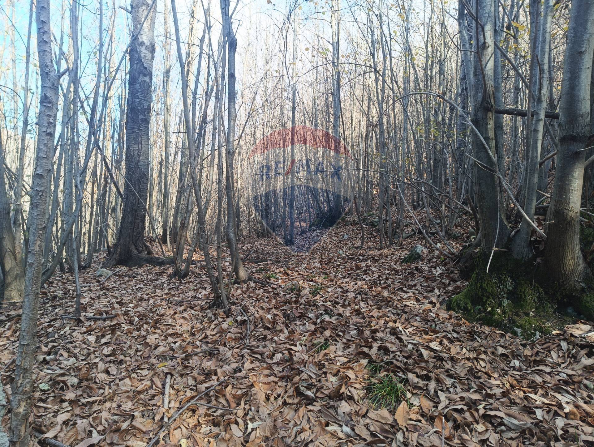 Terreno in vendita a Bormida