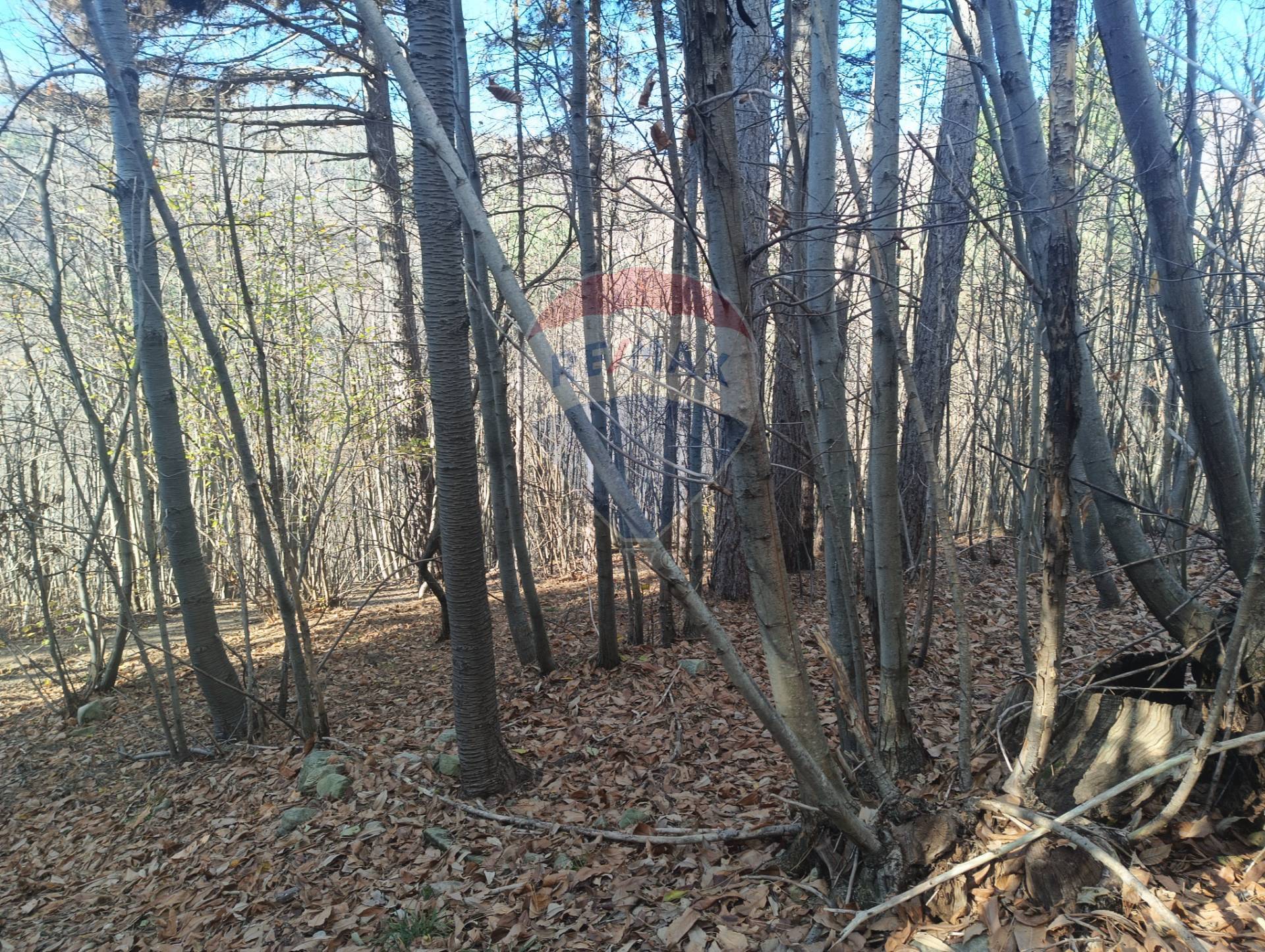 Terreno in vendita a Bormida