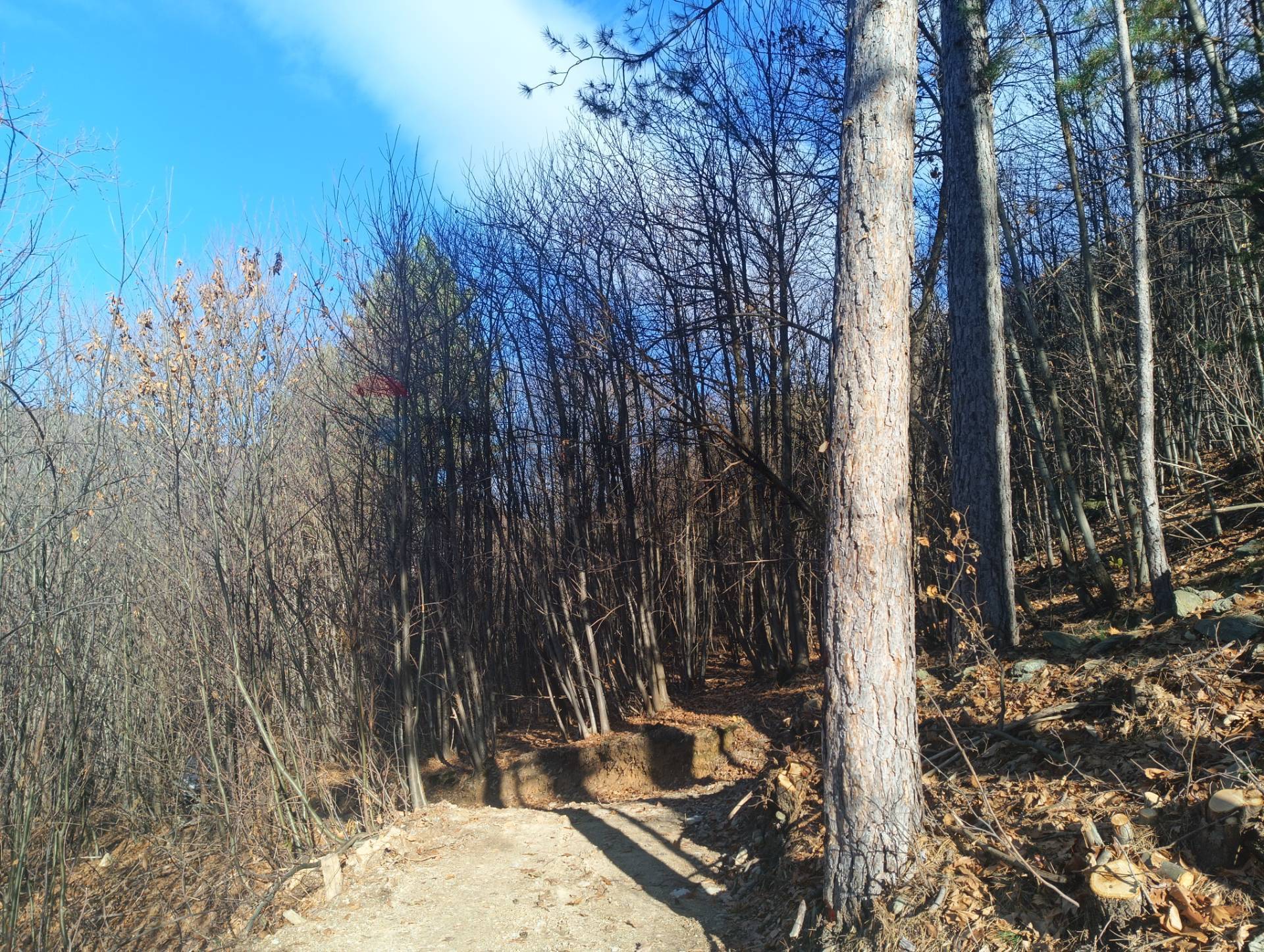 Terreno in vendita a Bormida