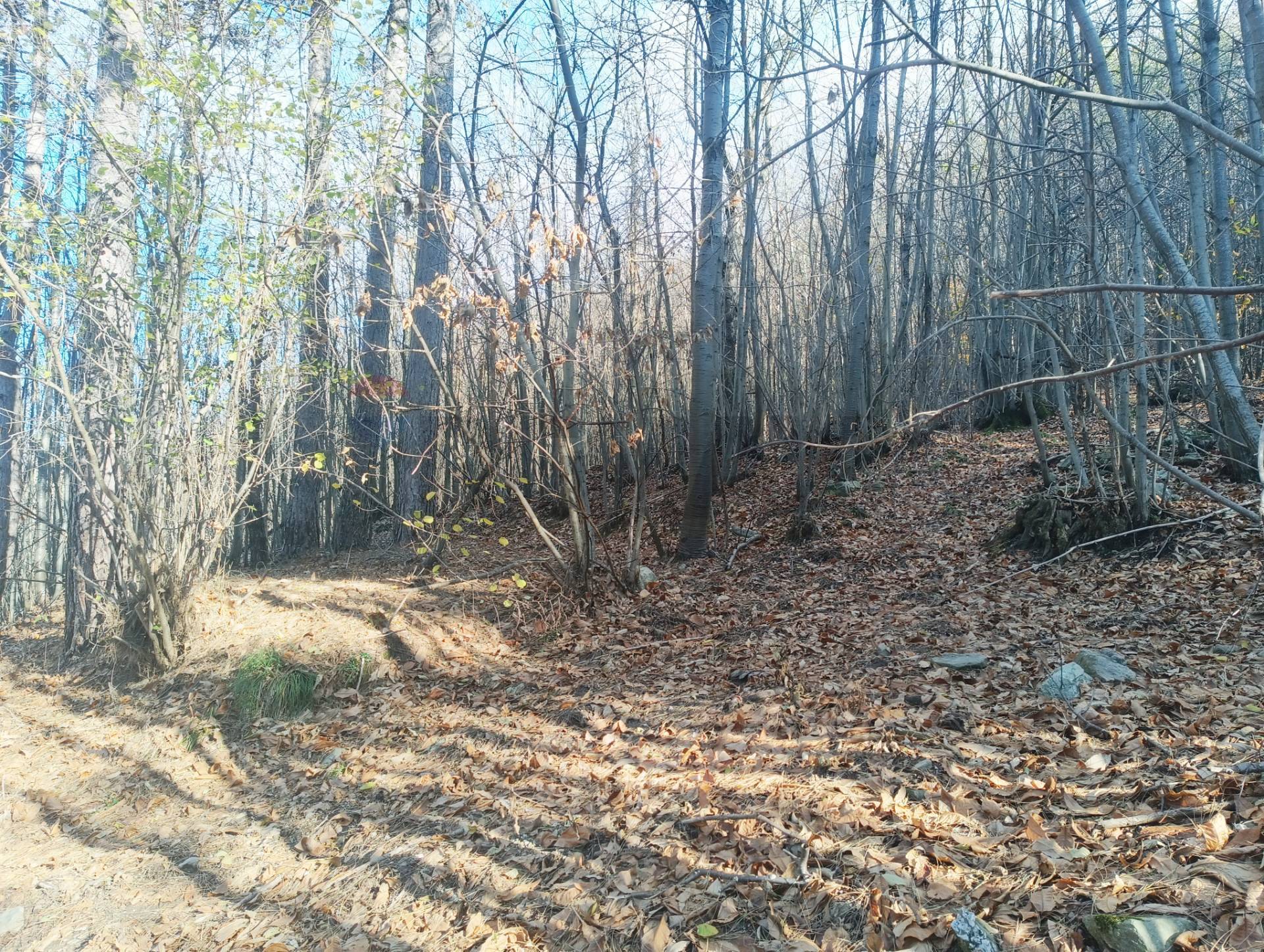 Terreno in vendita a Bormida