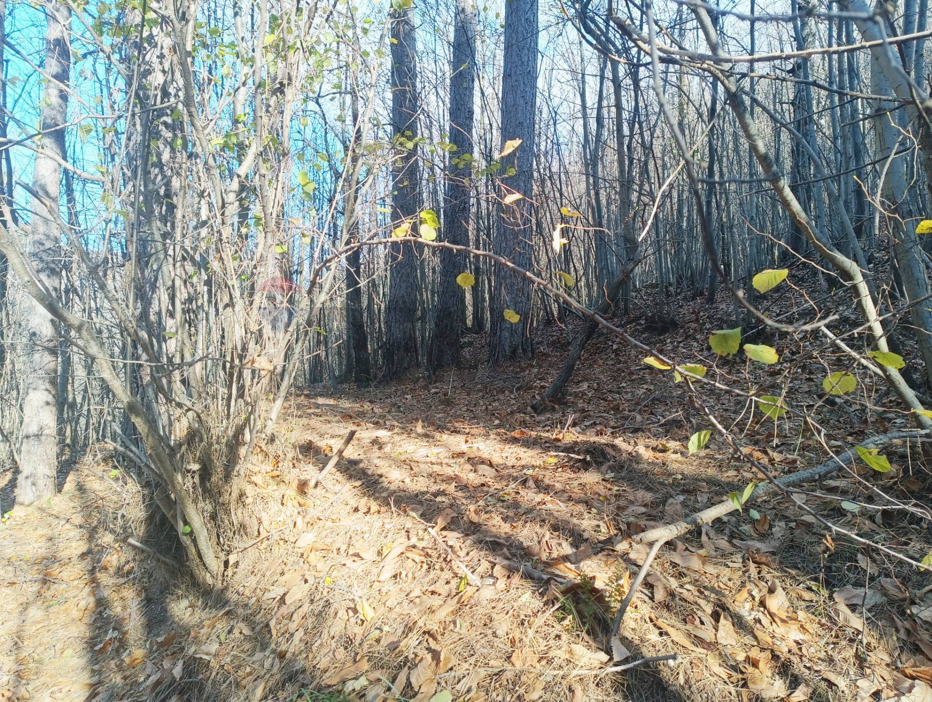 Terreno in vendita a Bormida