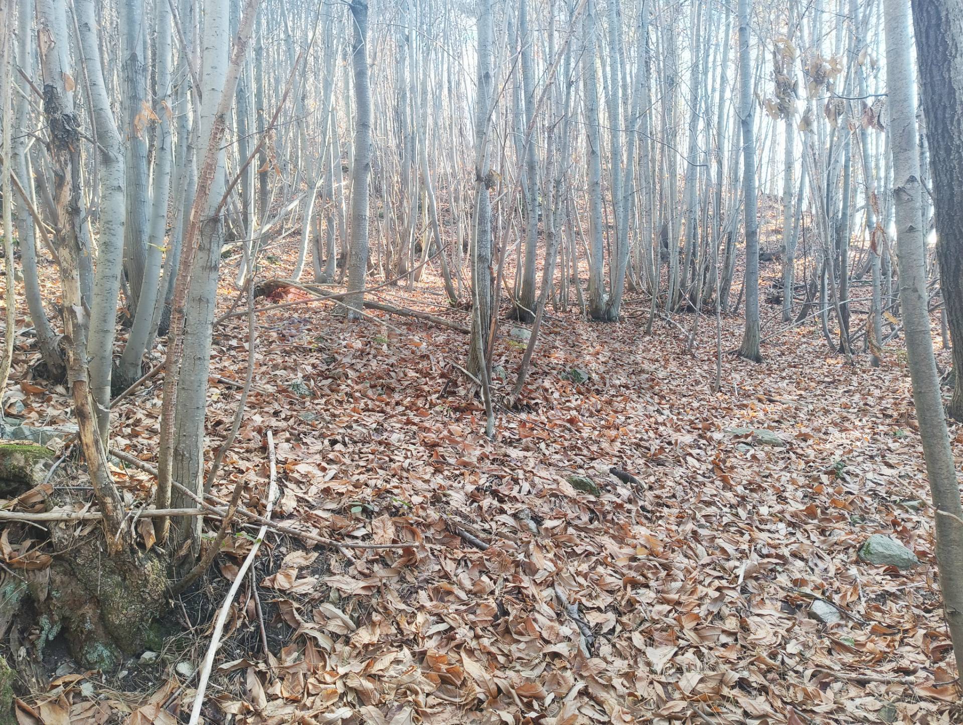 Terreno in vendita a Bormida
