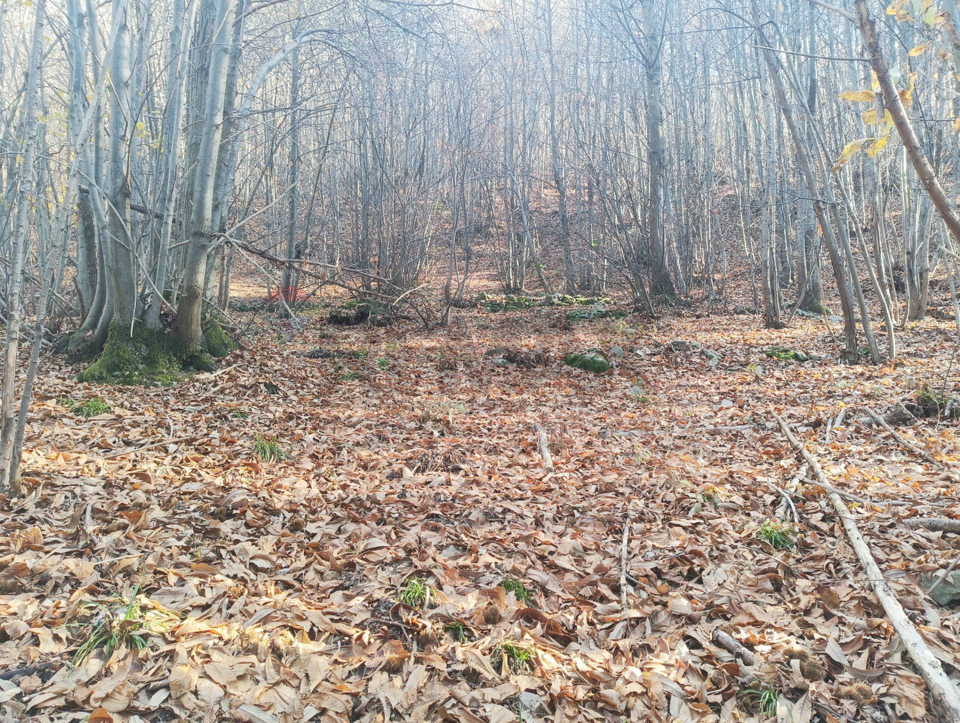 Terreno in vendita a Bormida