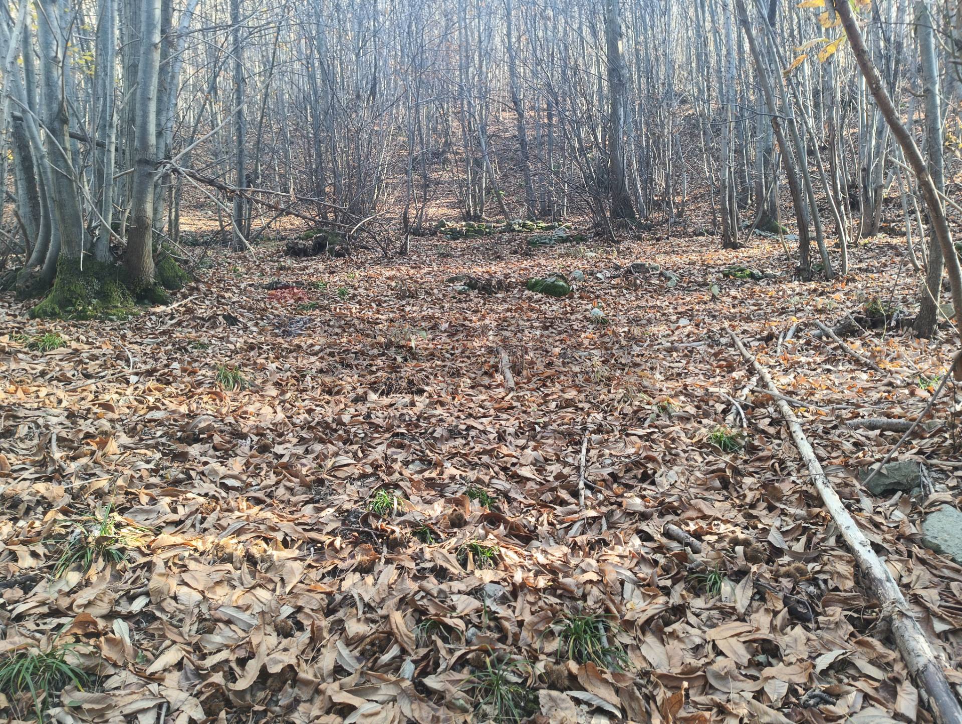 Terreno in vendita a Bormida