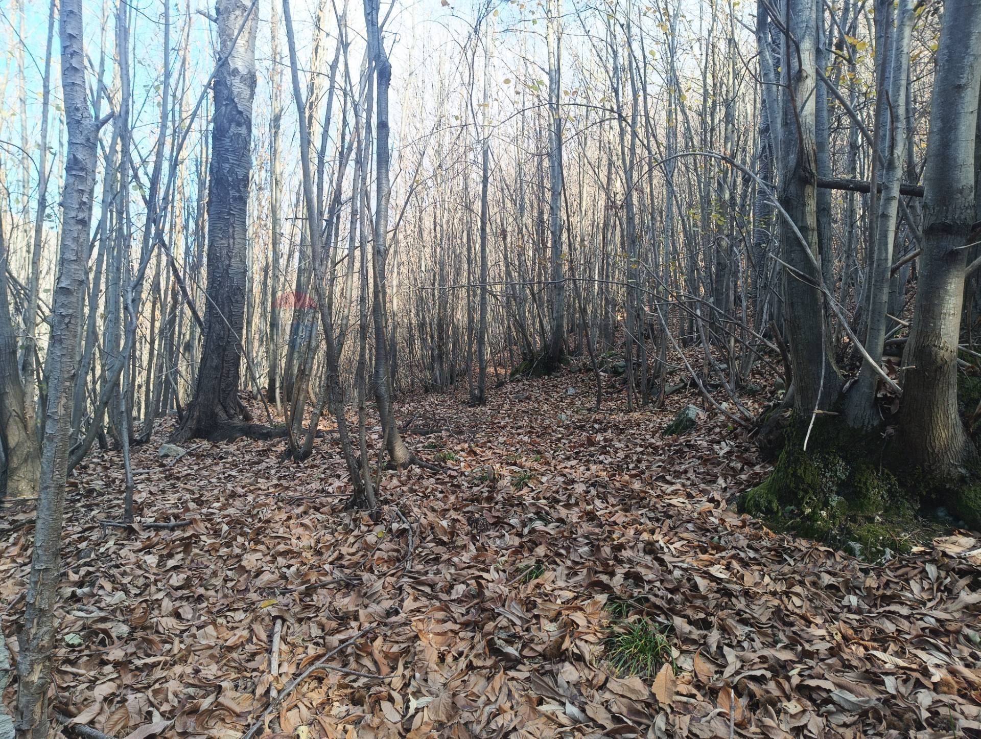 Terreno in vendita a Bormida