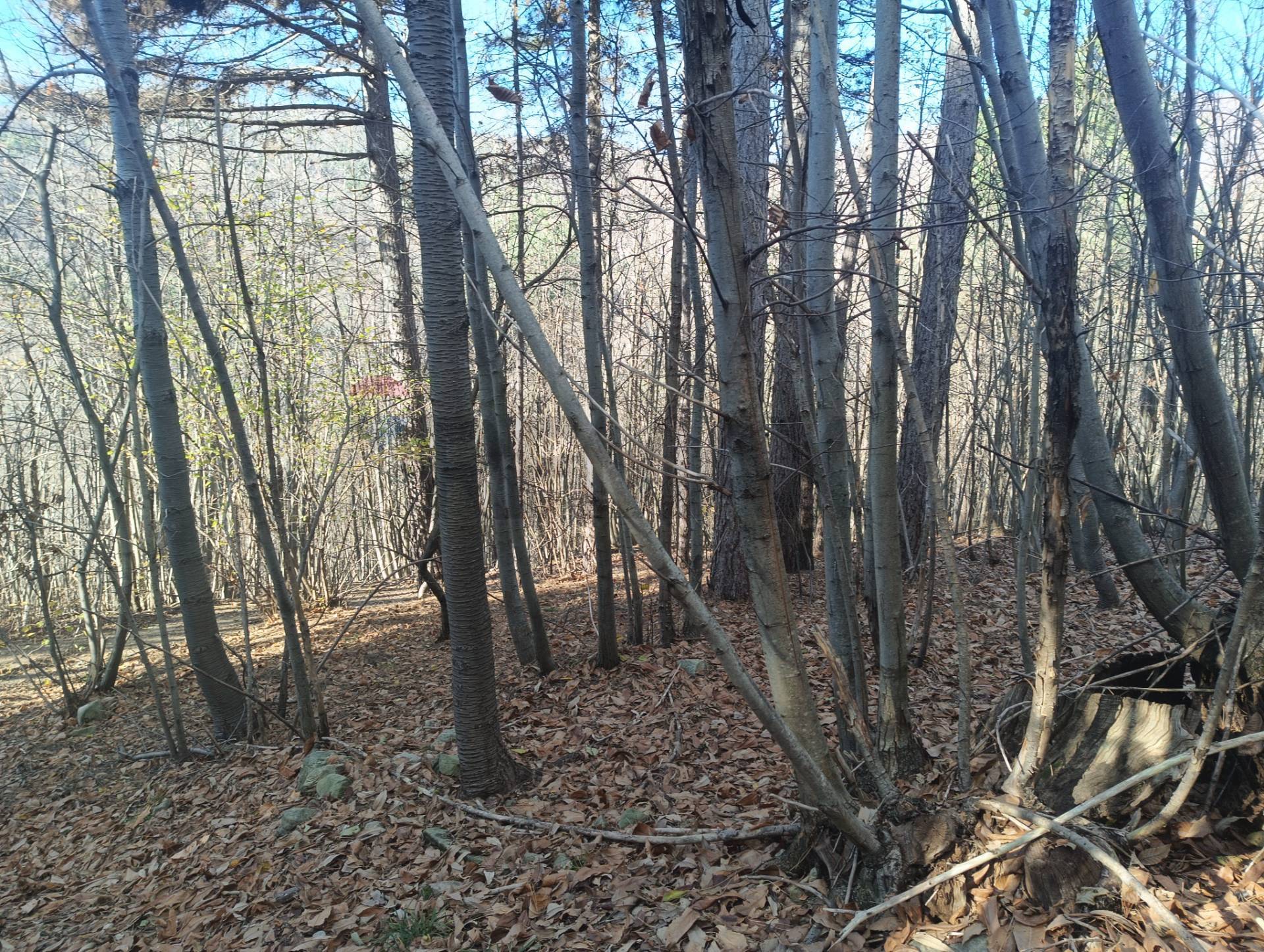 Terreno in vendita a Bormida