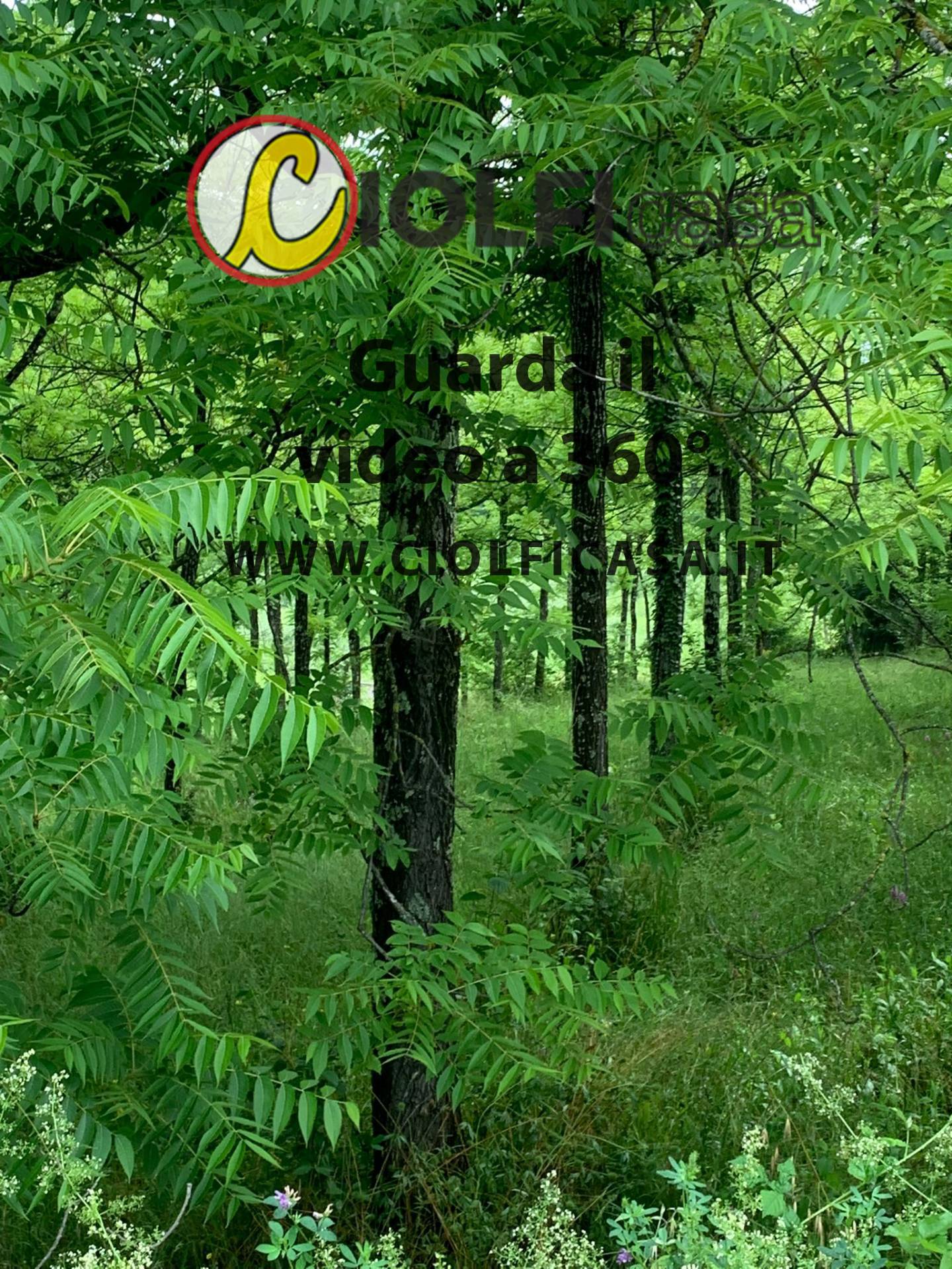 Terreno in vendita, Cervaro foresta