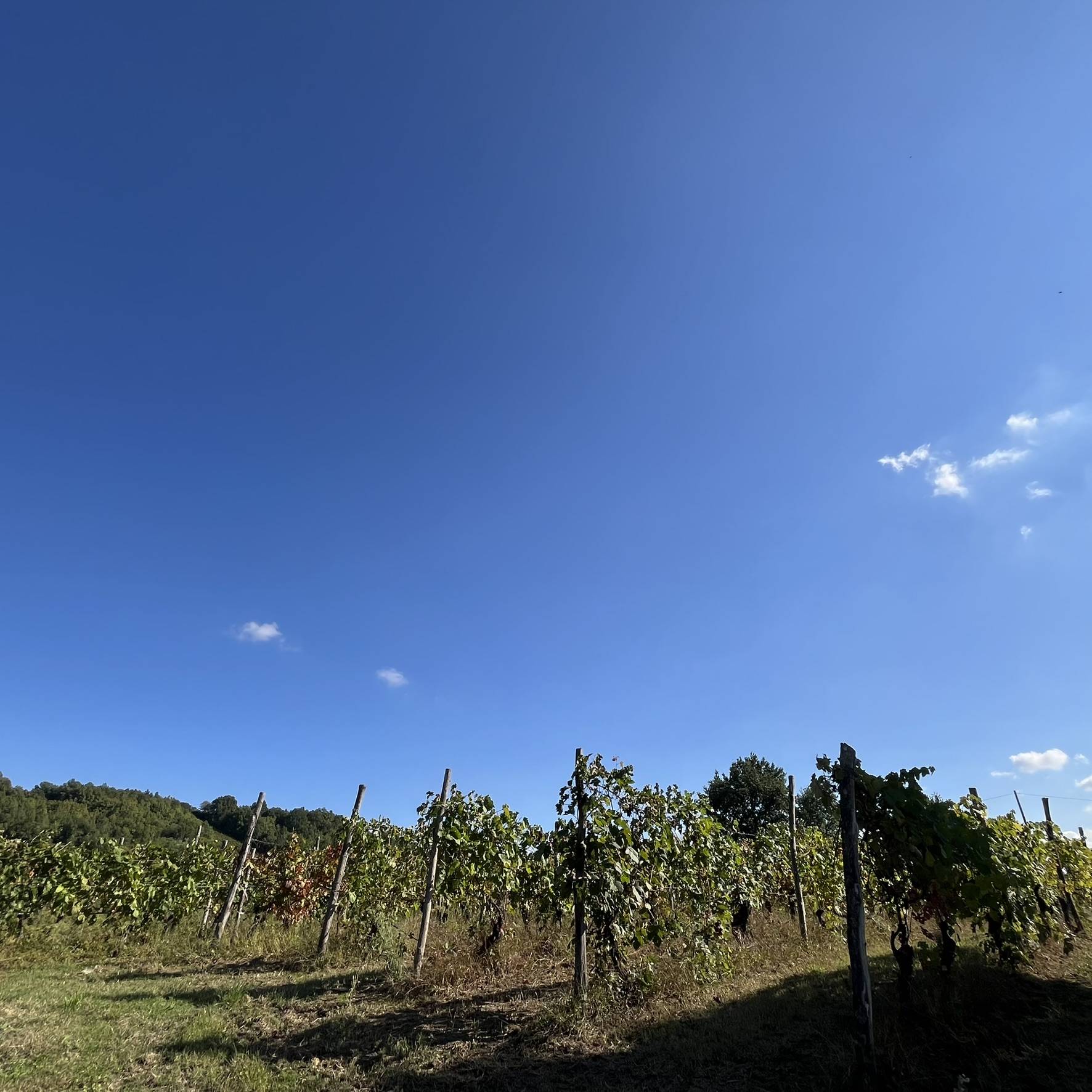 Cascina in vendita a Rivalta Bormida