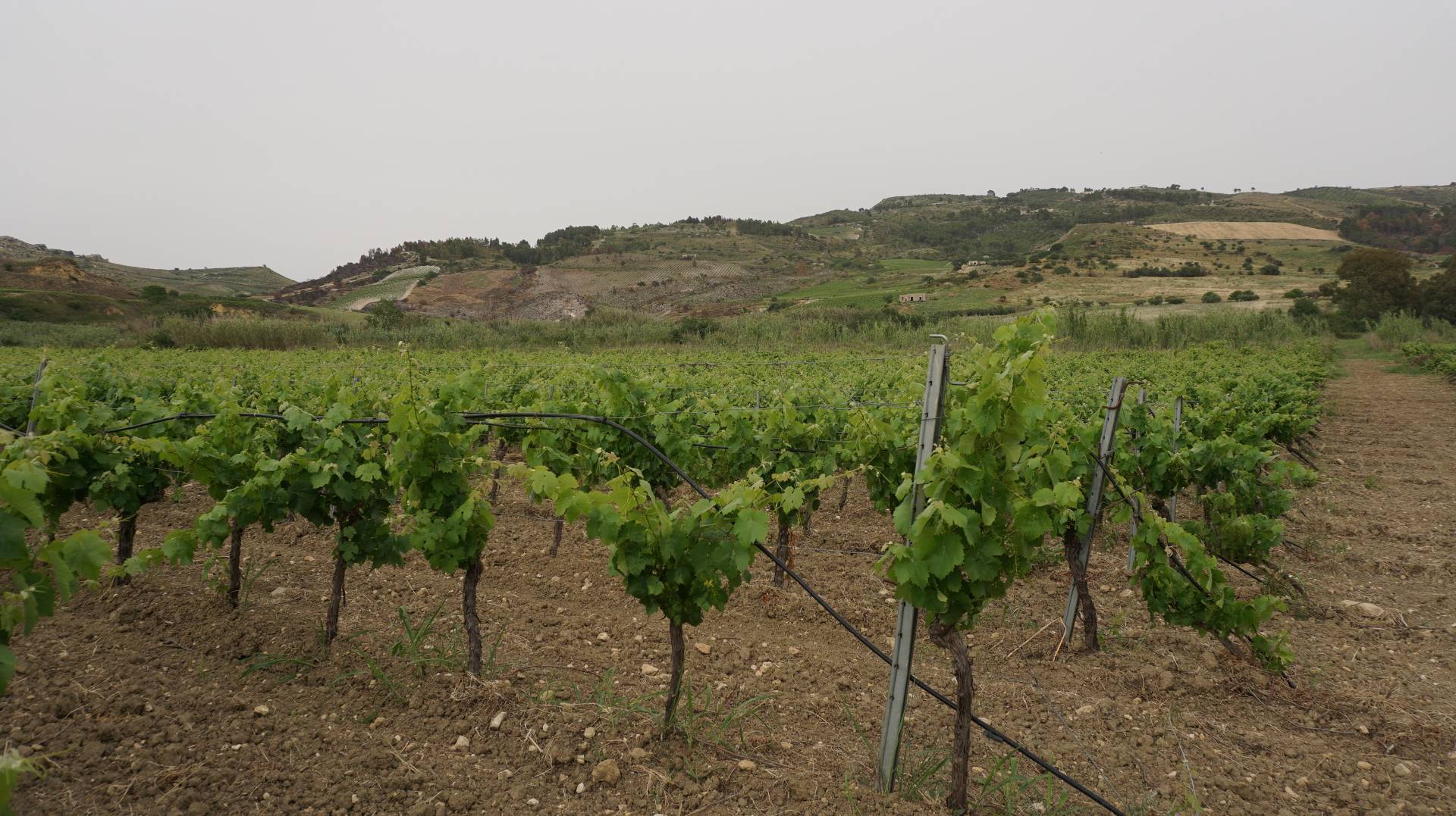 Terreno Agricolo coltivato con fabbricato in vendita a Partanna