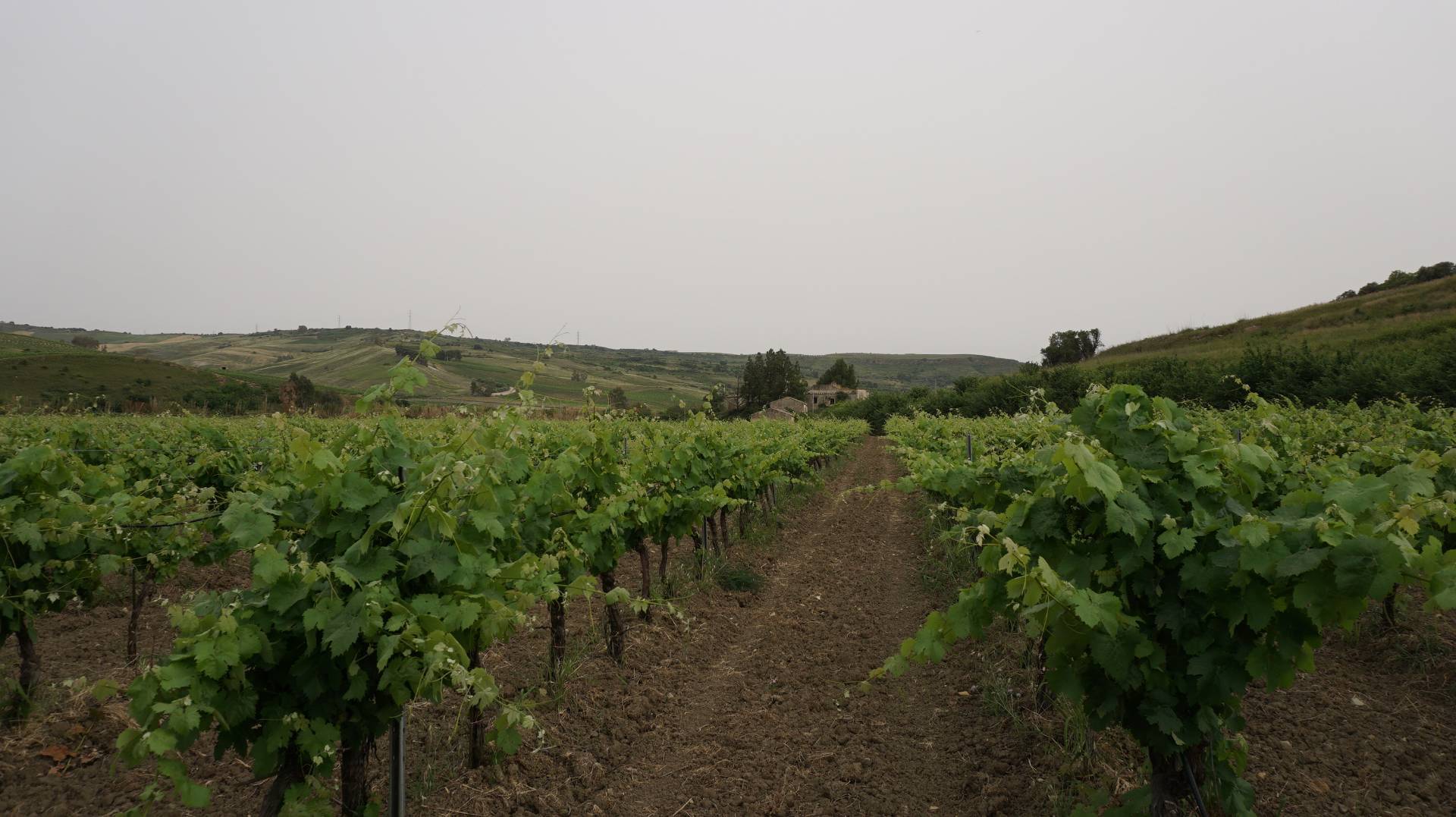 Terreno Agricolo coltivato con fabbricato in vendita a Partanna