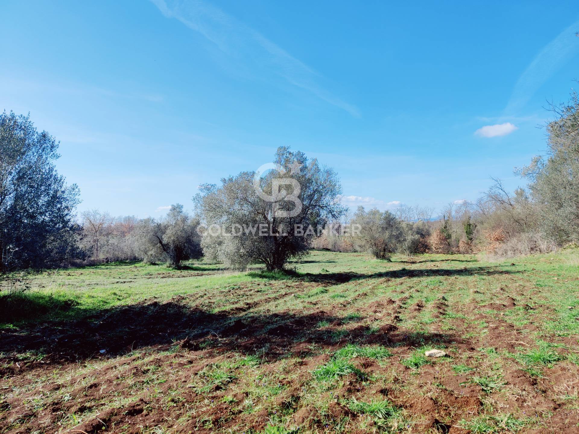 Terreno agricolo in vendita a Ischia di Castro