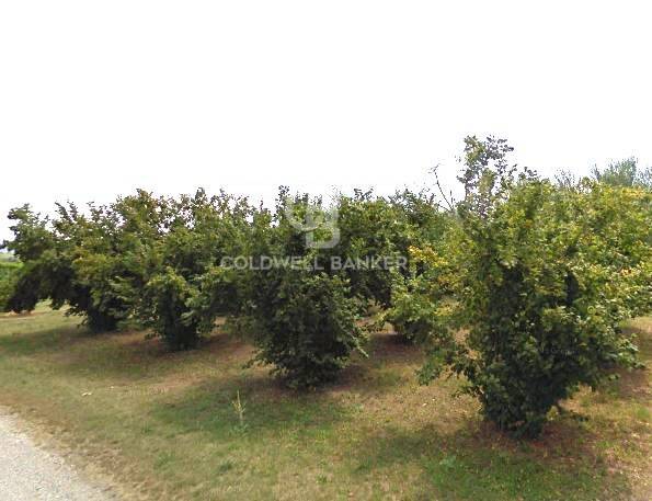 Terreno agricolo in vendita a Gallese