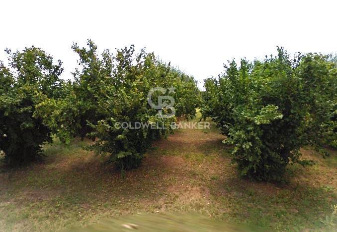 Terreno agricolo in vendita a Gallese