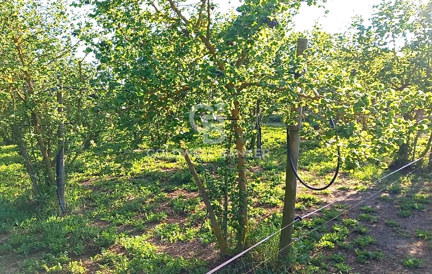 Terreno agricolo in vendita a Gallese