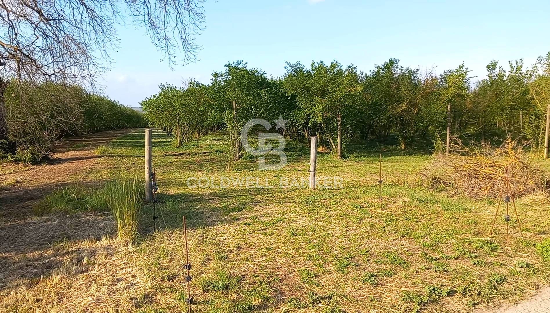 Terreno agricolo in vendita a Gallese