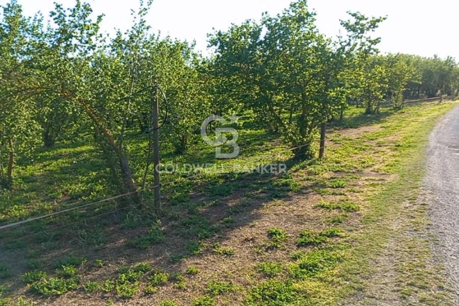 Terreno agricolo in vendita a Gallese