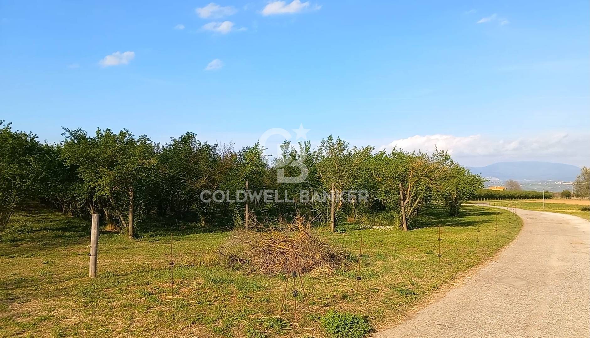 Terreno agricolo in vendita a Gallese