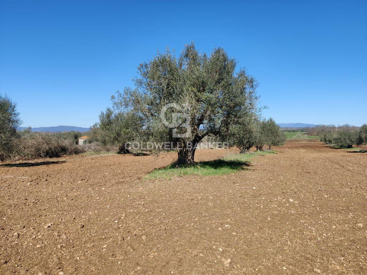 Terreno agricolo in vendita a Ischia di Castro
