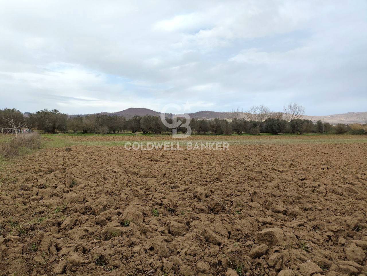 Terreno agricolo in vendita a San Lorenzo Nuovo