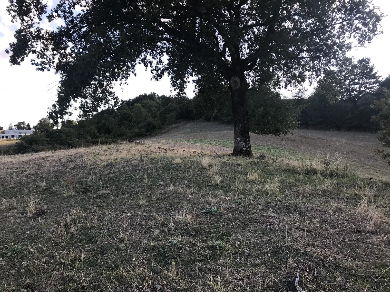 Terreno agricolo in vendita a Gradoli