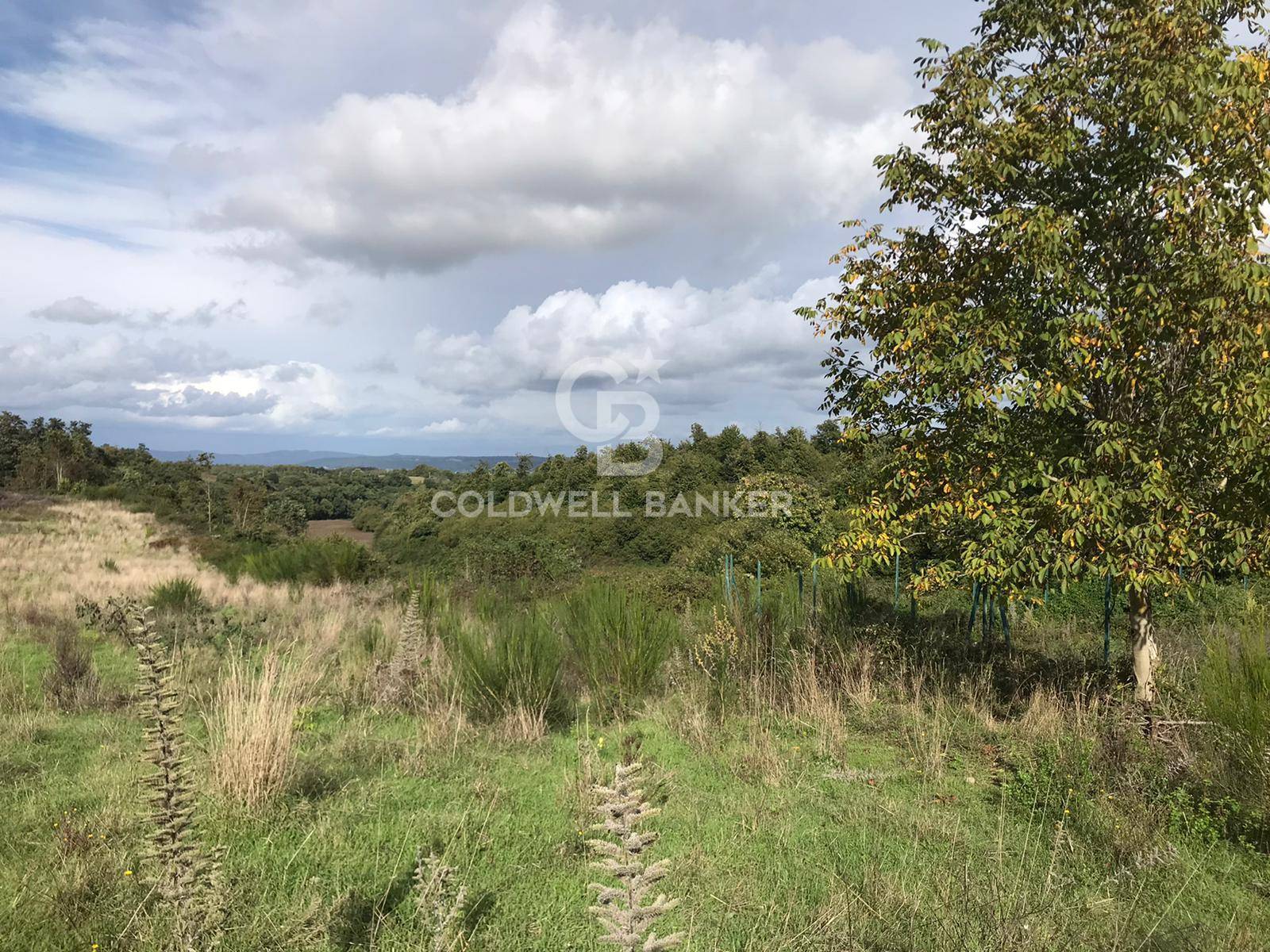 Terreno agricolo in vendita a Gradoli
