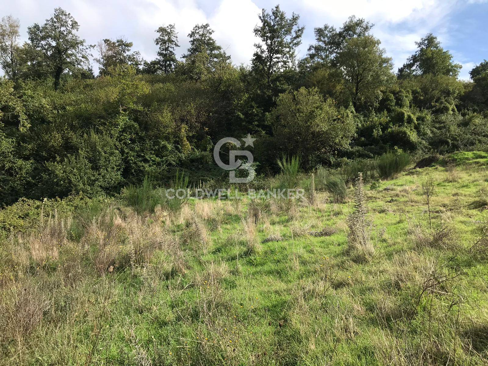 Terreno agricolo in vendita a Gradoli