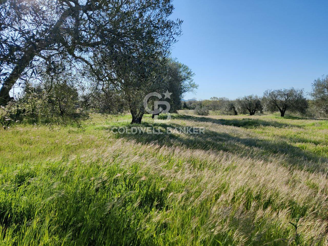 Terreno agricolo in vendita a Ischia di Castro