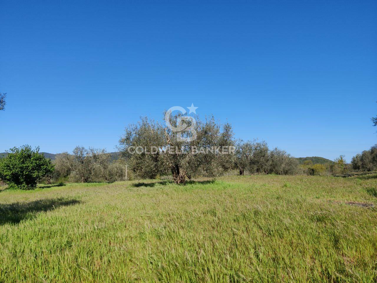 Terreno agricolo in vendita a Ischia di Castro