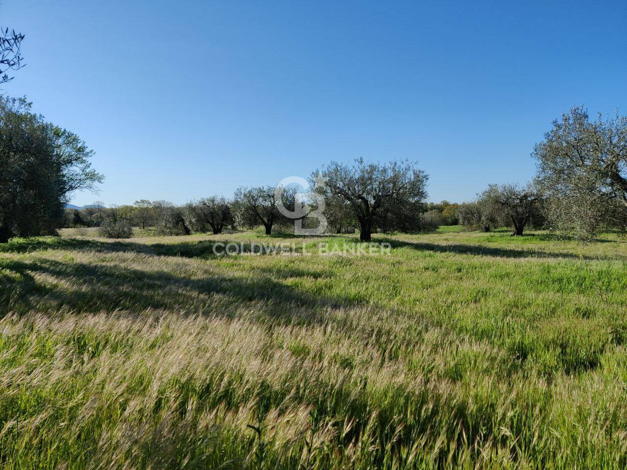 Terreno agricolo in vendita a Ischia di Castro