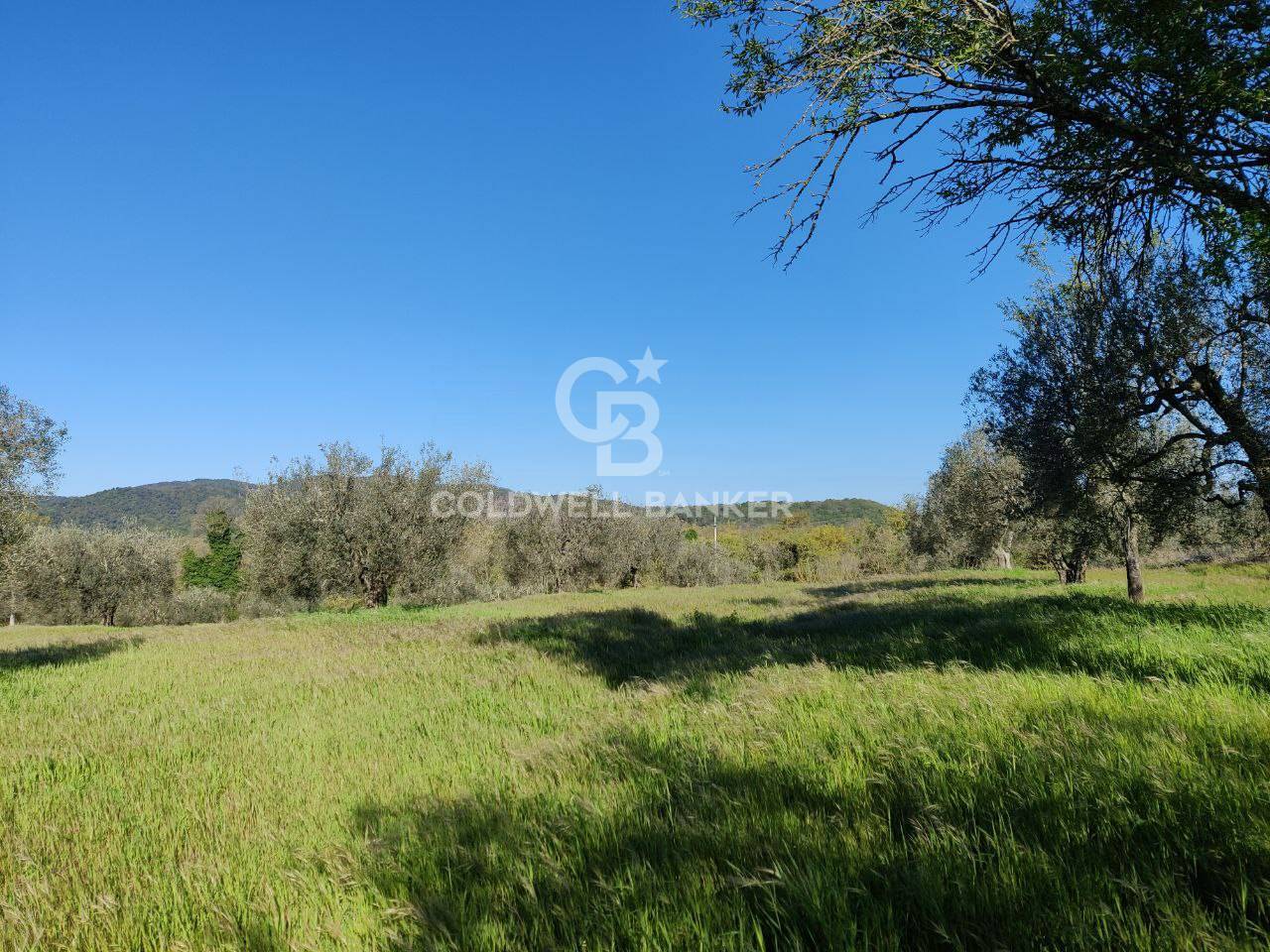 Terreno agricolo in vendita a Ischia di Castro
