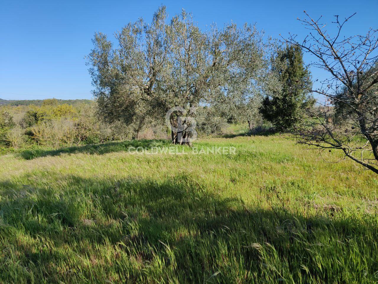 Terreno agricolo in vendita a Ischia di Castro
