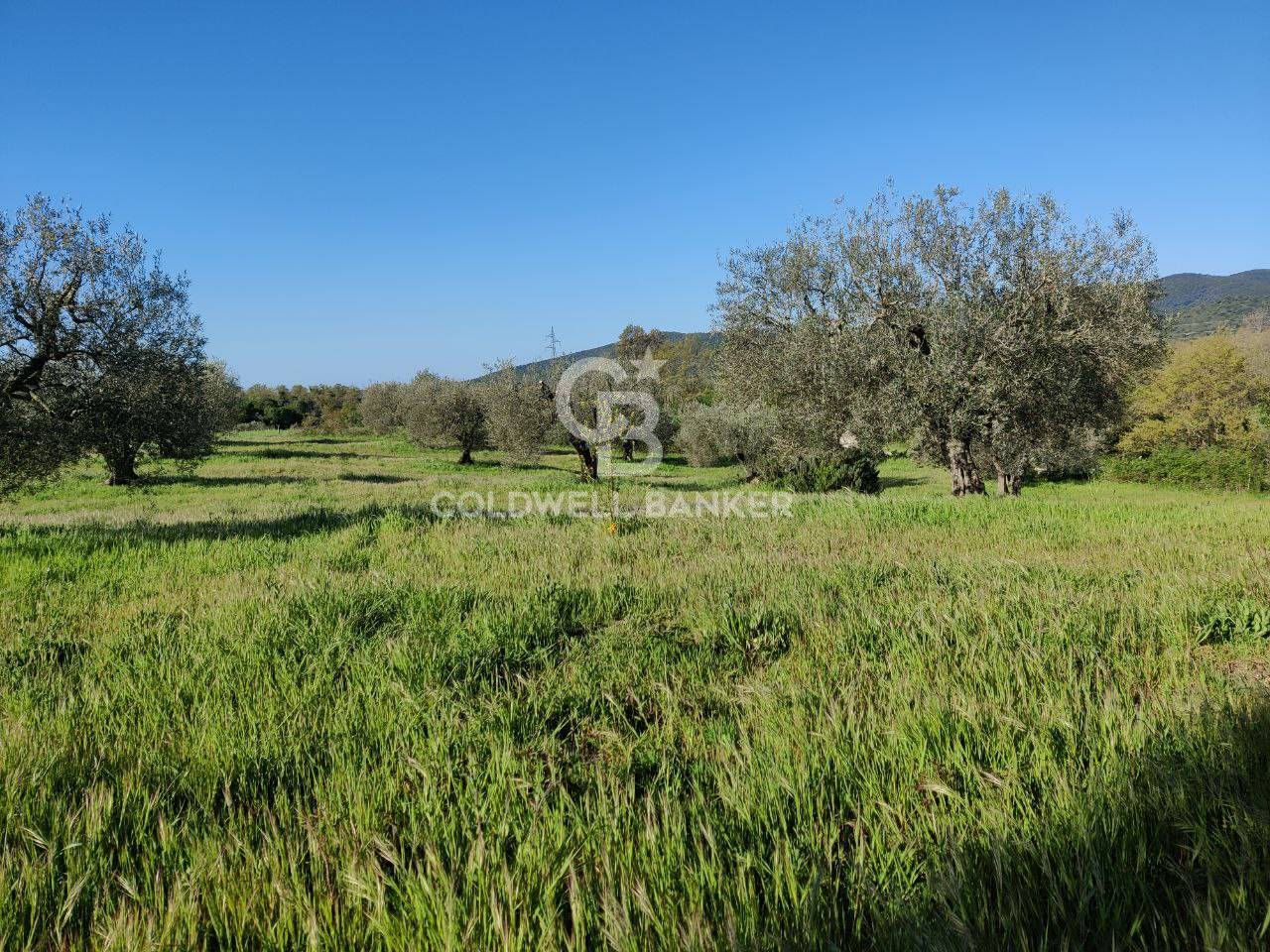 Terreno agricolo in vendita a Ischia di Castro