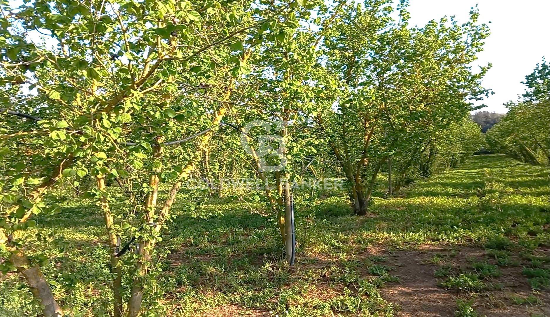 Terreno agricolo in vendita a Gallese