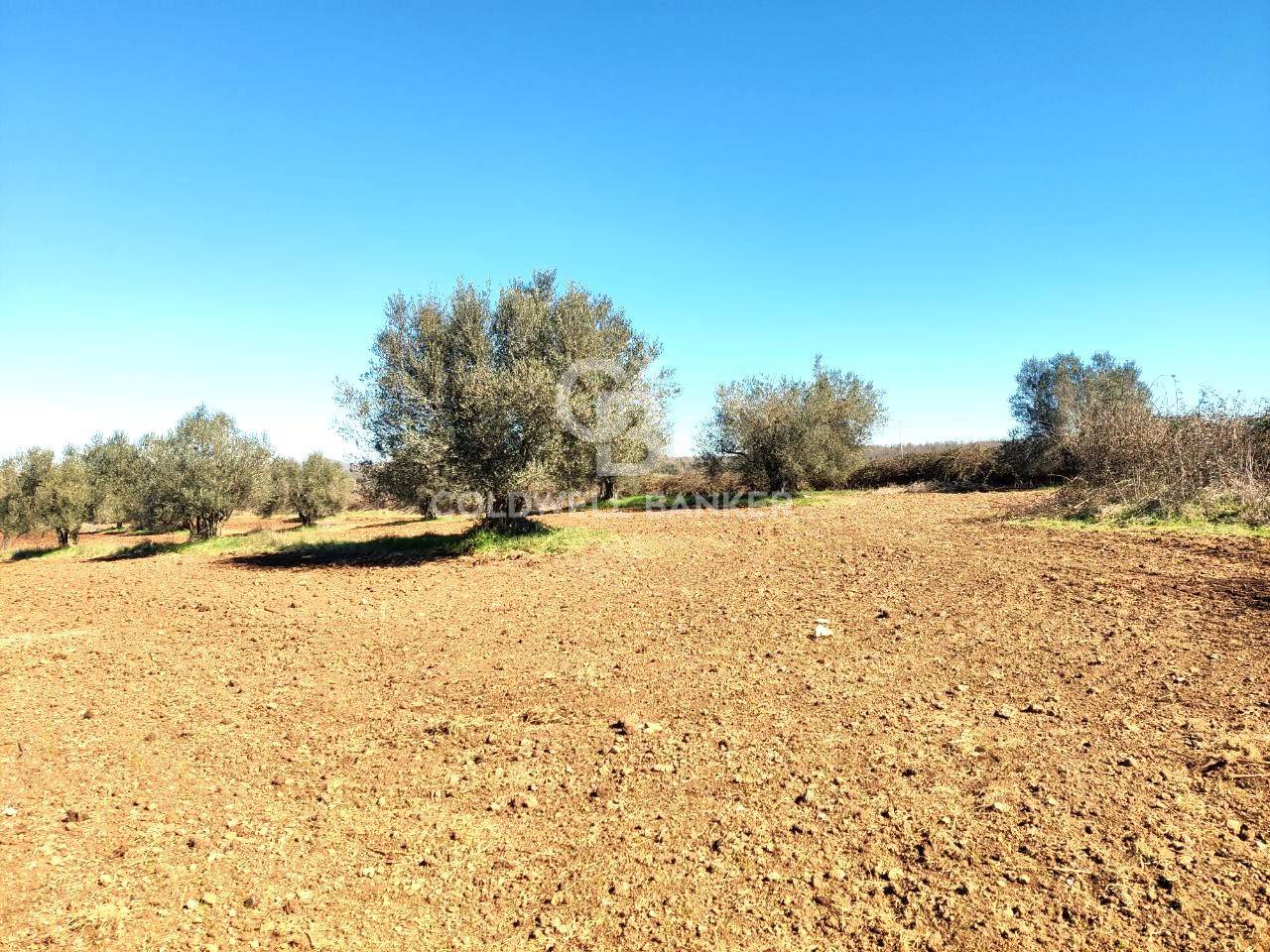 Terreno agricolo in vendita a Ischia di Castro