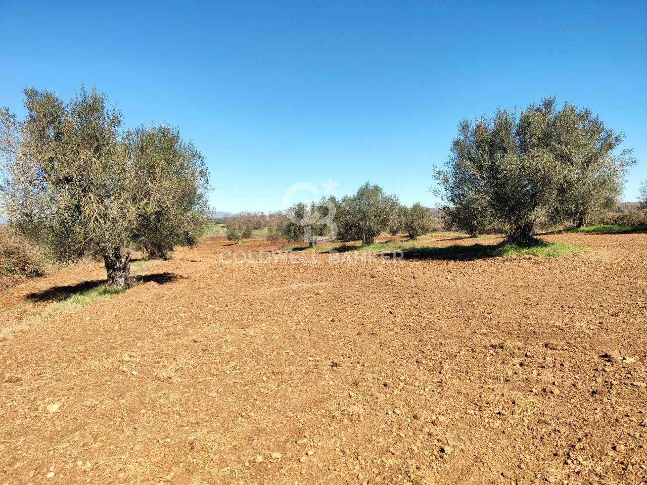 Terreno agricolo in vendita a Ischia di Castro