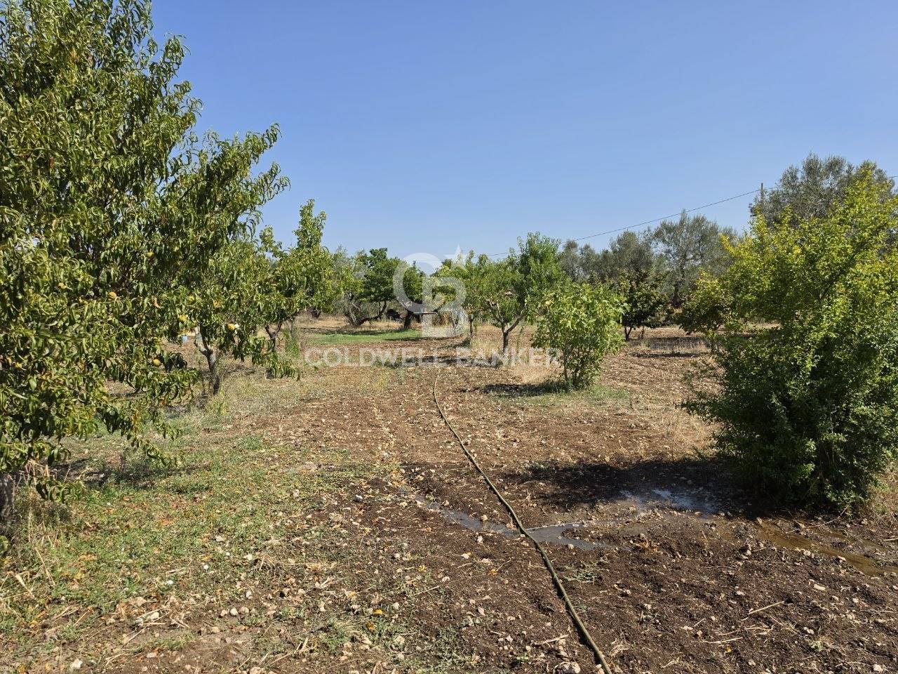 Terreno agricolo in vendita a Canino